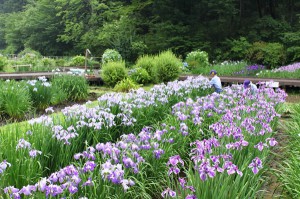 吹上花しょうぶまつり見学