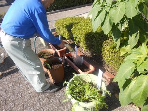 水菜のみずやりの様子