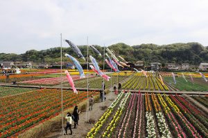 鯉のぼりとチューリップがとても綺麗に見えました。