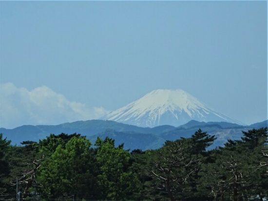 むさしの園から、はっきりと見えた富士山